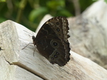 FZ007381 Butterfly.jpg